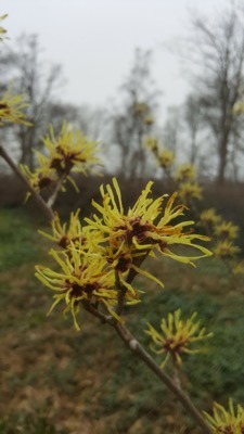 tuinvrouw Terschelling voor tuinadvies