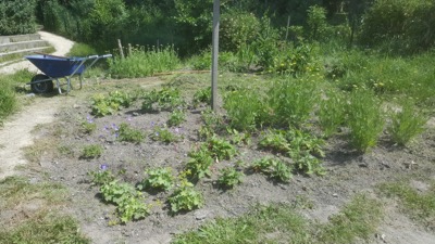 Moestuintips van de Tuinvrouw