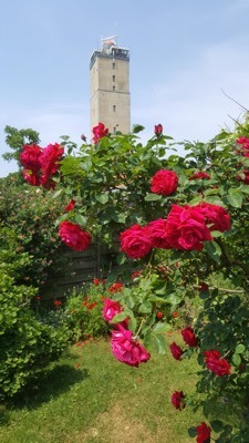 Rozen en de Brandaris bij Tuinvrouw Terschelling