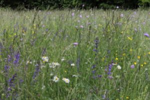 ecologisch maaibeheer scheelt voor uw portemonnee en is beter voor de natuurlijke omgeving