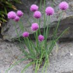 Vaste planten blijven jarenlang de tuin opfleuren en zorgen ervoor dat je het hele jaar door een mooie tuin hebt.