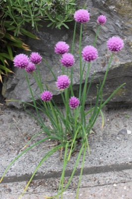 Vaste planten blijven jarenlang de tuin opfleuren en zorgen ervoor dat je het hele jaar door een mooie tuin hebt. 