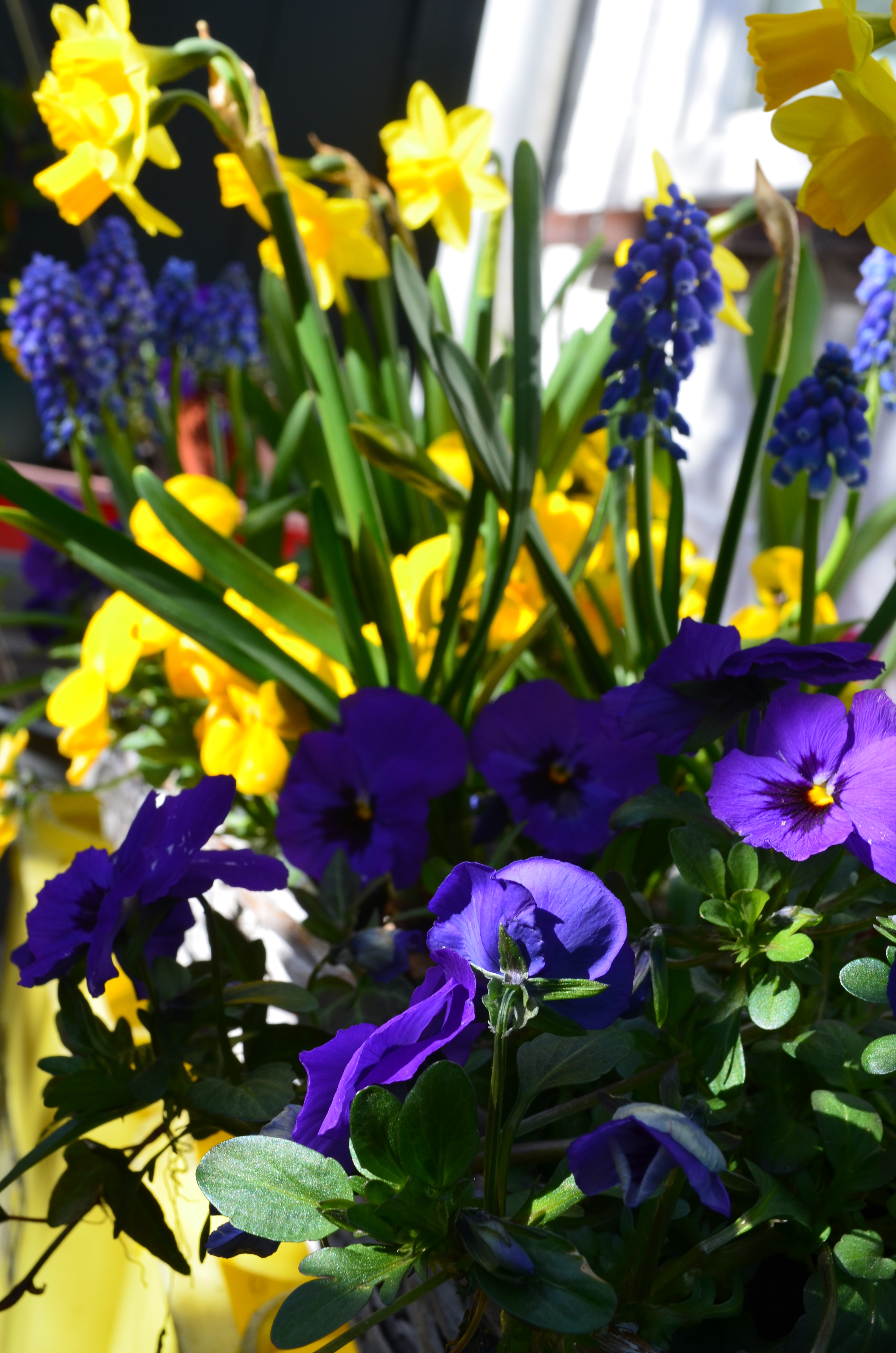 tuinvrouw terschelling adviseert deze bloemen in je tuin