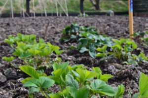 tuinvrouw Terschelling adviseert over je tuin