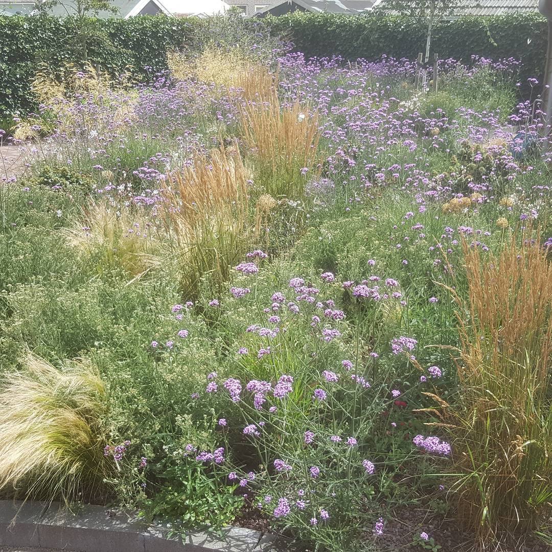 tuinvrouw terschelling adviseert deze bloemen in je tuin