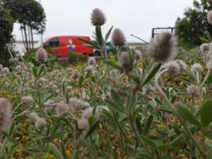 Tuinvrouw Terschelling voor een natuurlijk groene tuin