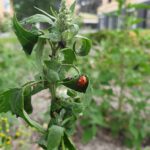 Tuinvrouw Terschelling voor een natuurlijk groene tuin