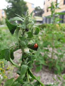 Tuinvrouw Terschelling voor een natuurlijk groene tuin