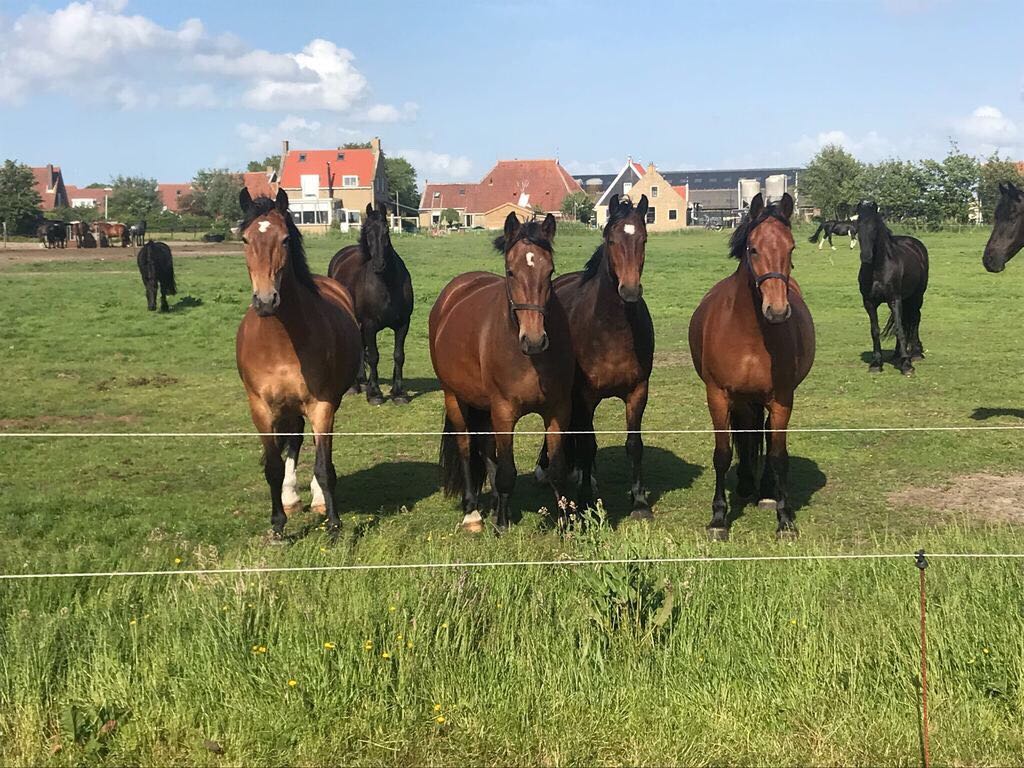 paarden en beplanting Wat zet je naast en in je weide?