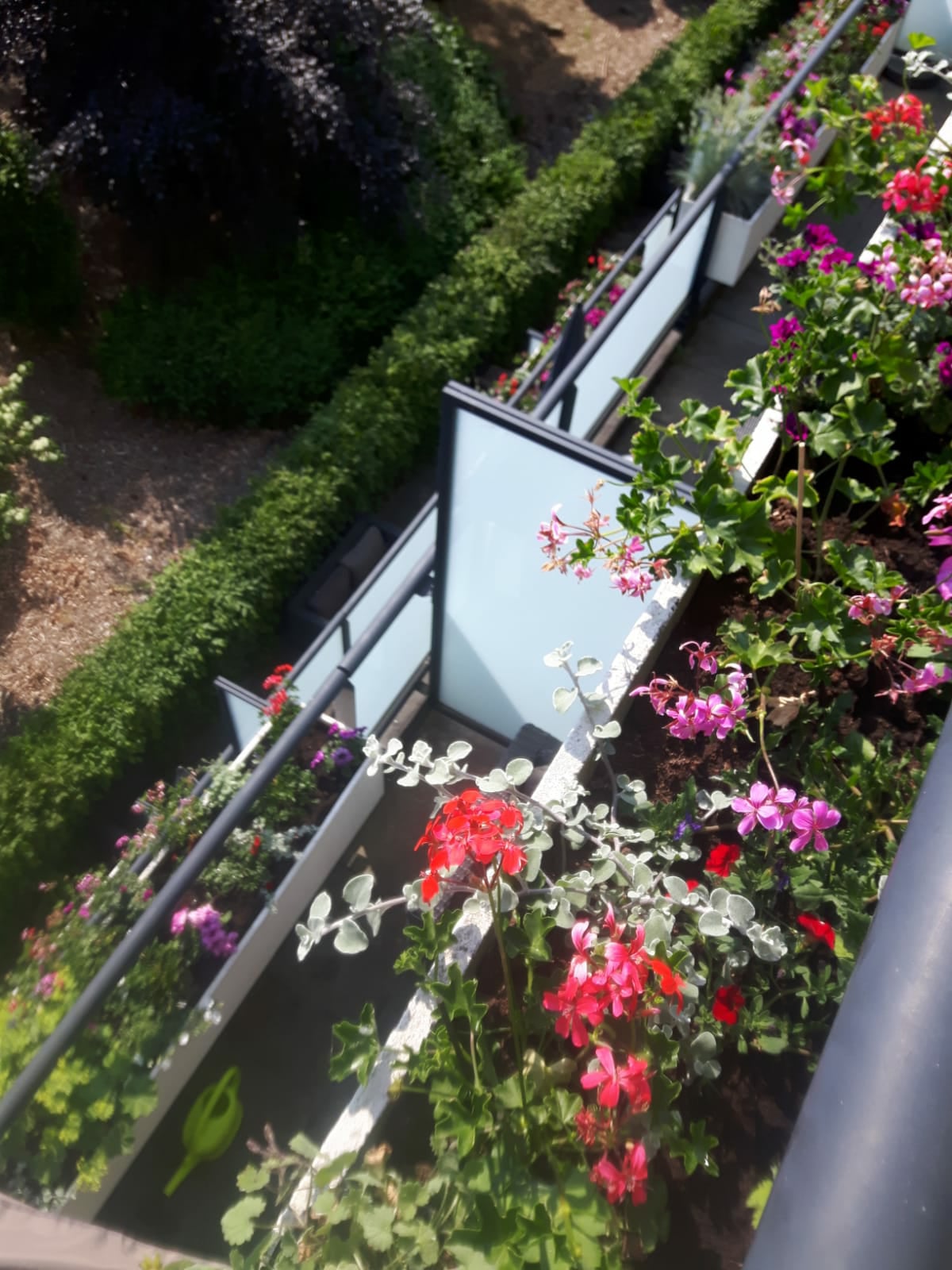advies over bloemen of planten op je balkon of in je tuin