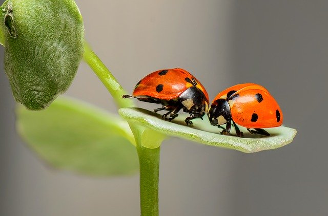 Gefaseerd maaien met een balkmaaier, goed voor je hele tuin