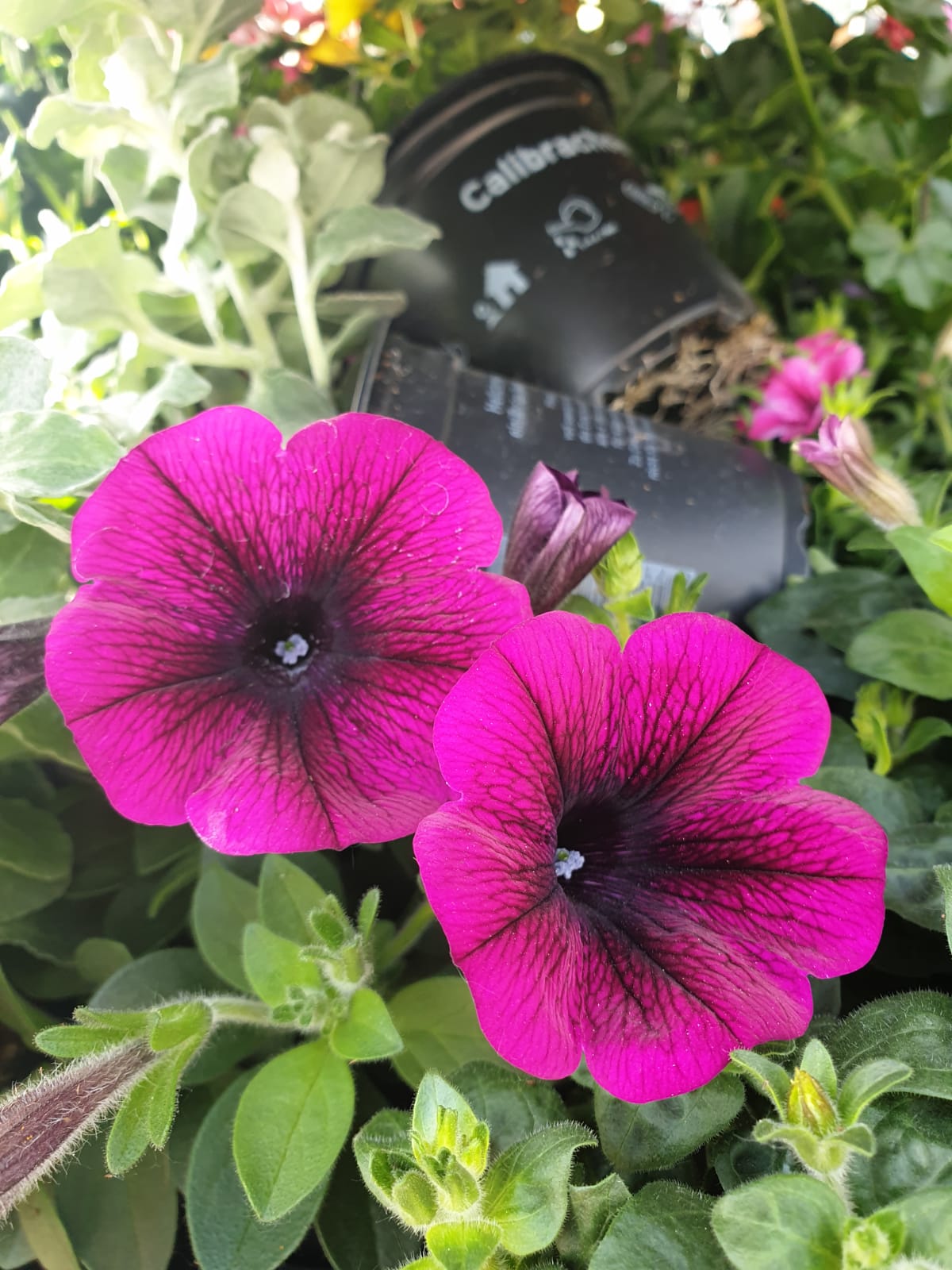 bloemen Terschelling Tuinvrouw tuinbeheer en tuinaanleg