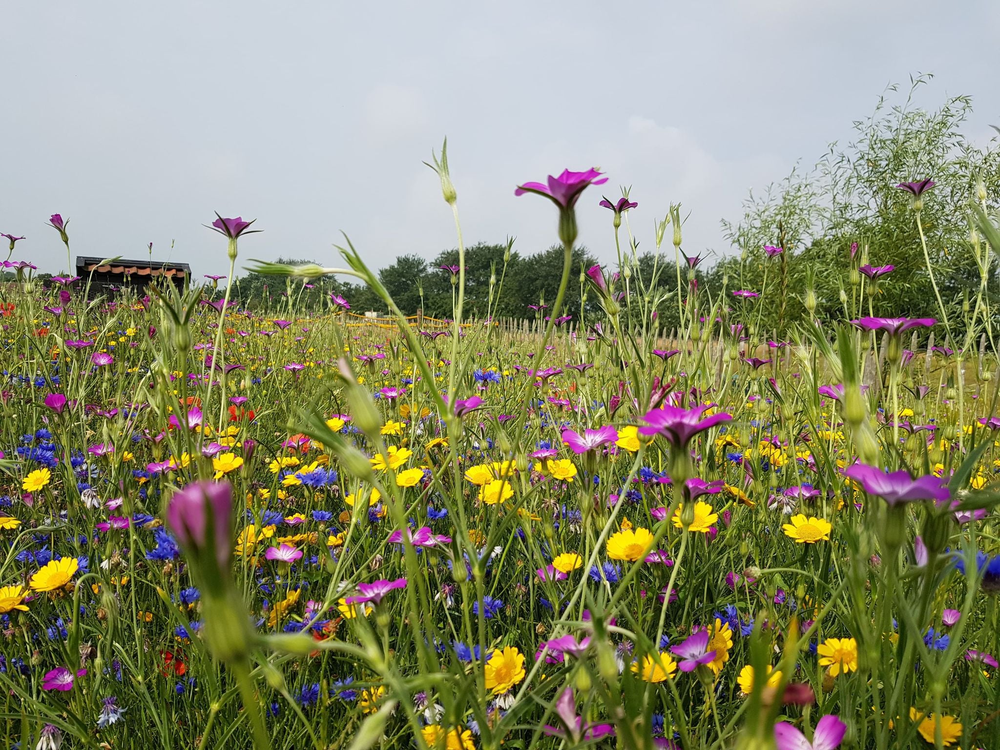 Tuinvrouw Terschelling Wilde Weelde kusttuin